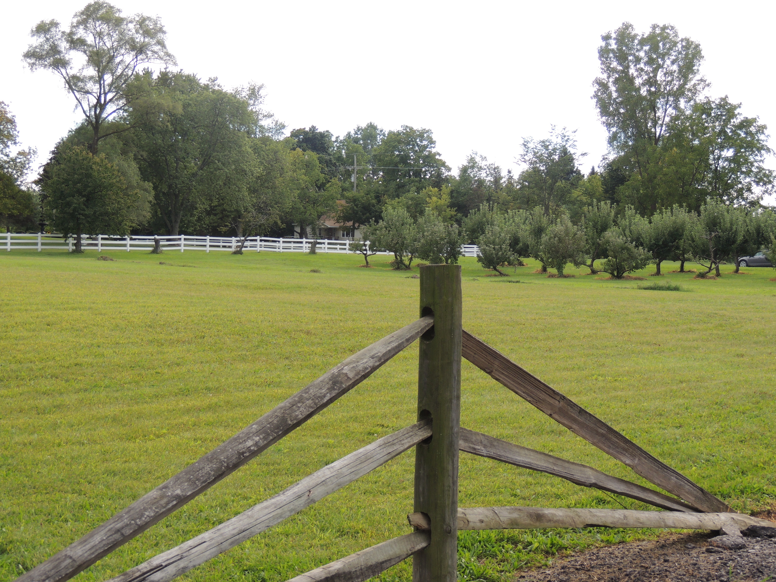 Orchard 2013 080.JPG