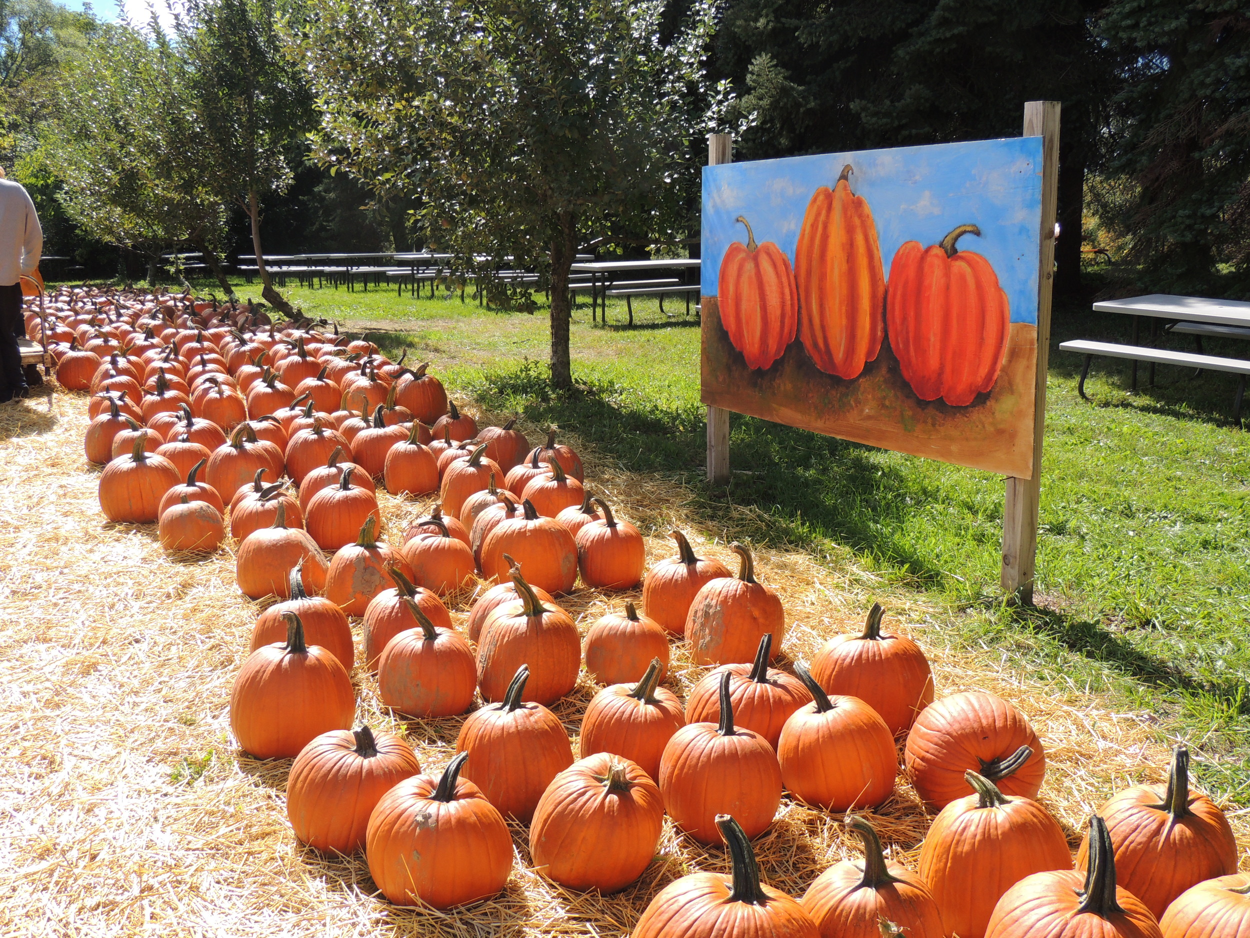Orchard Pics II 011.JPG