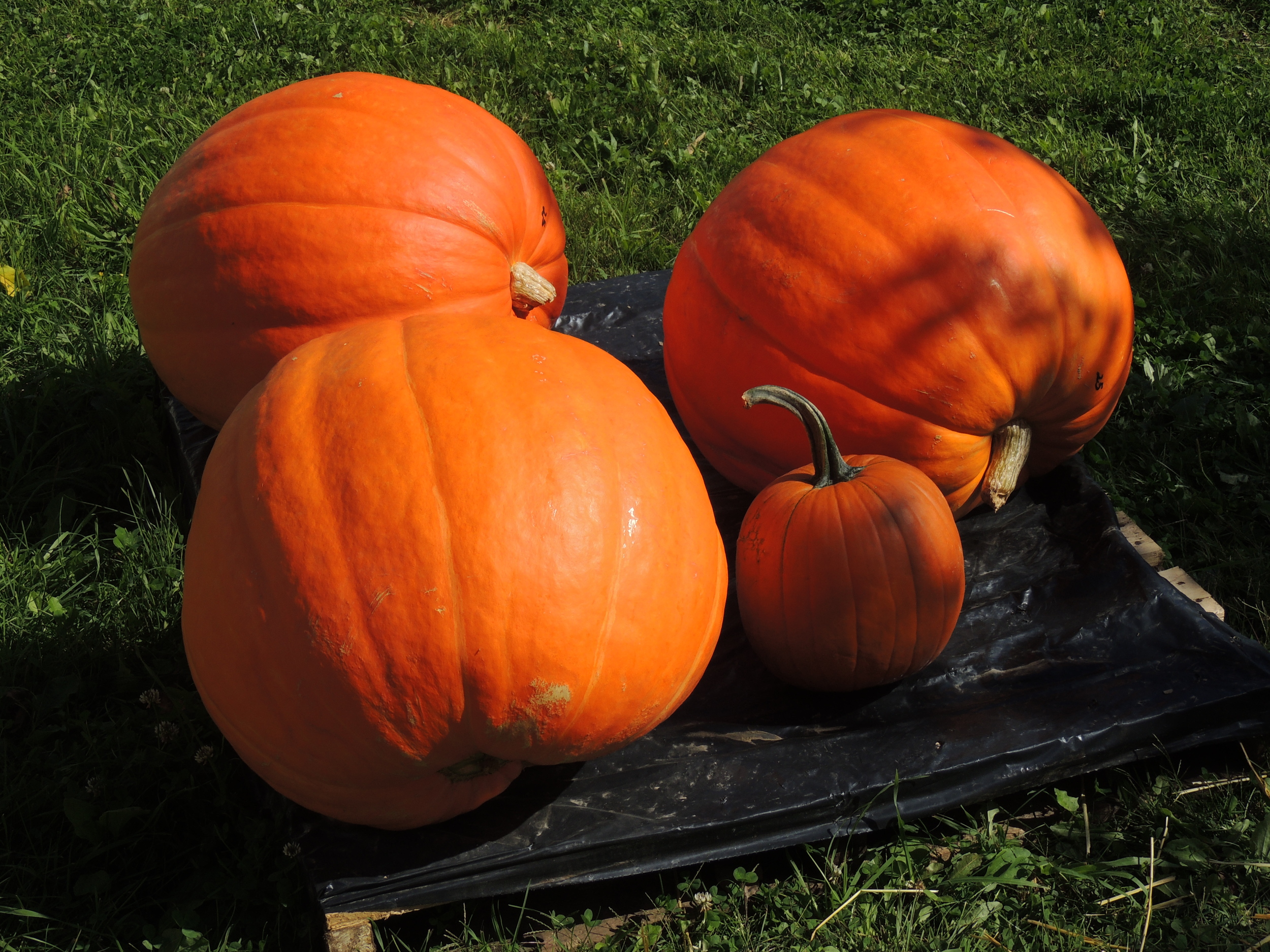 Orchard Pics II 009.JPG