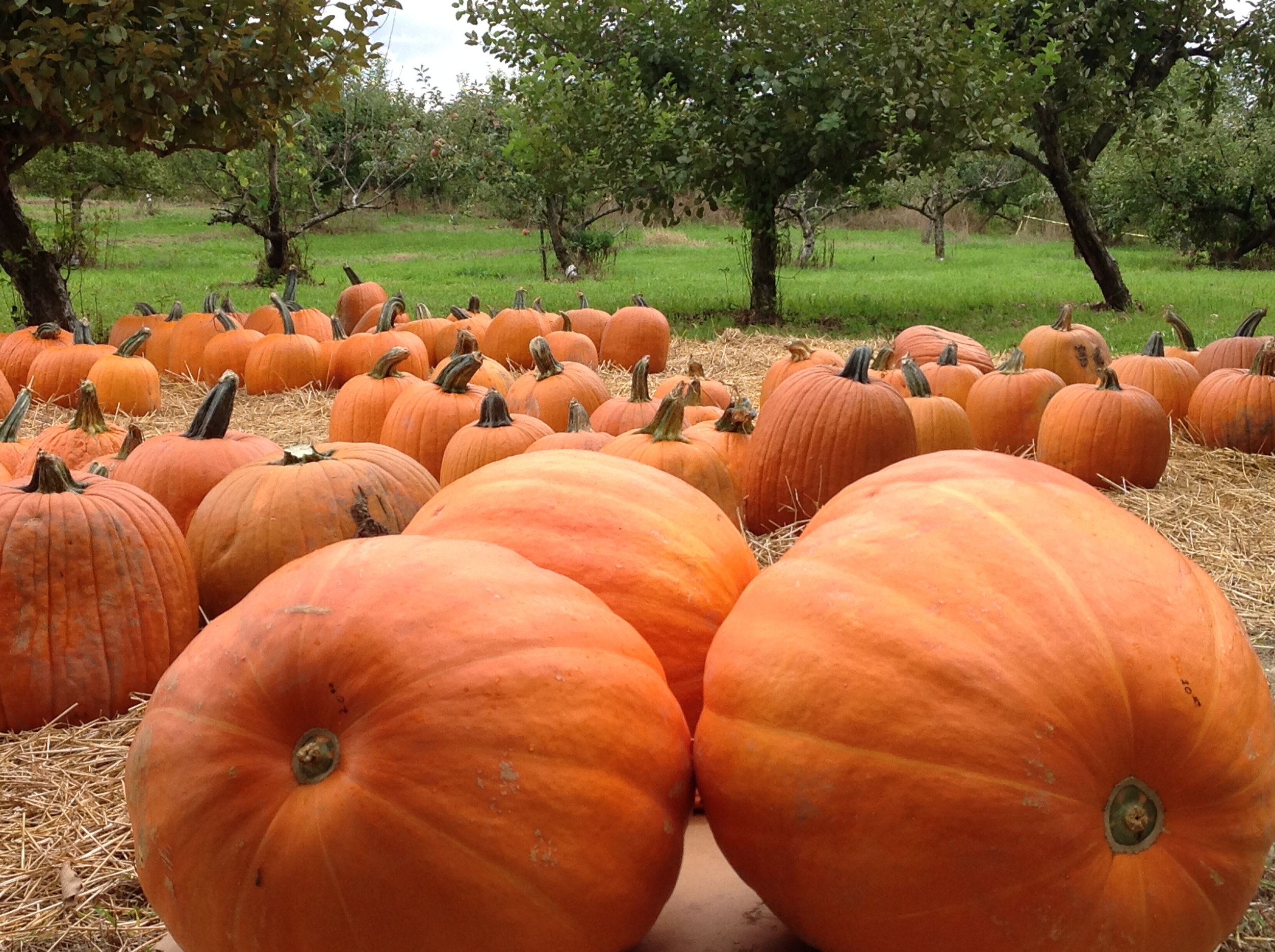 Orchard 2014 pics 1531.JPG