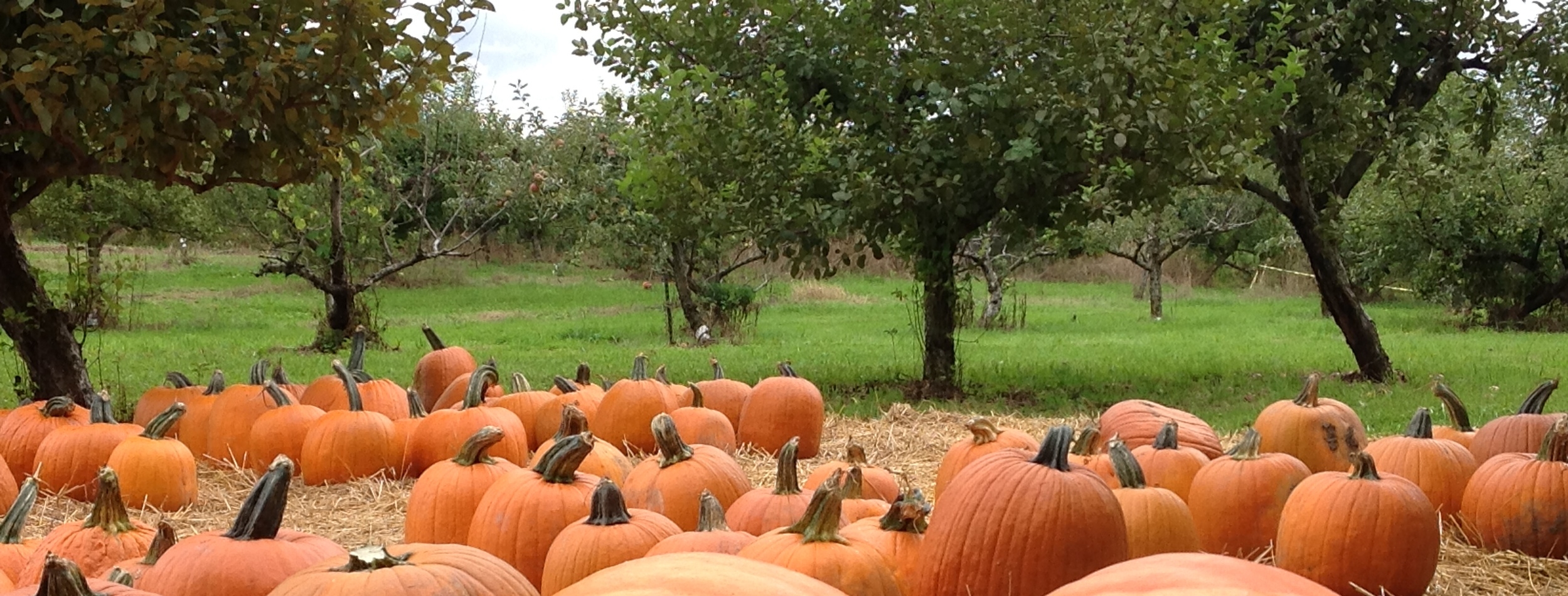 Orchard 2014 pics 1531.JPG
