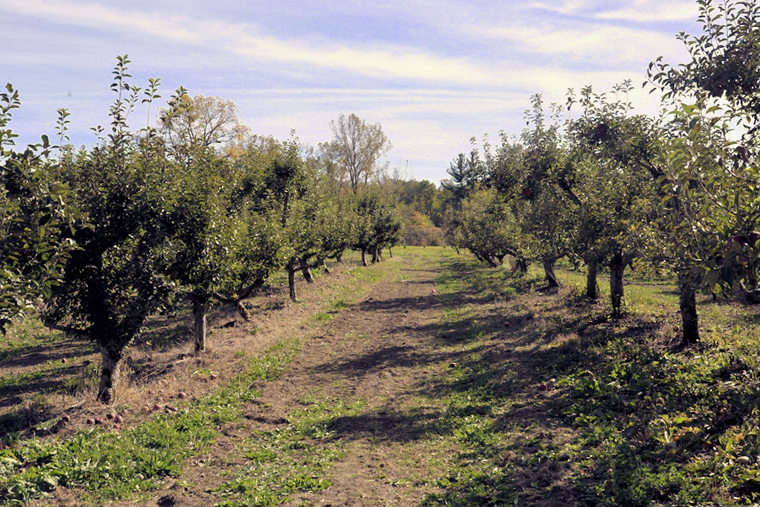 _DG26523-6R- Obstbaum.jpg