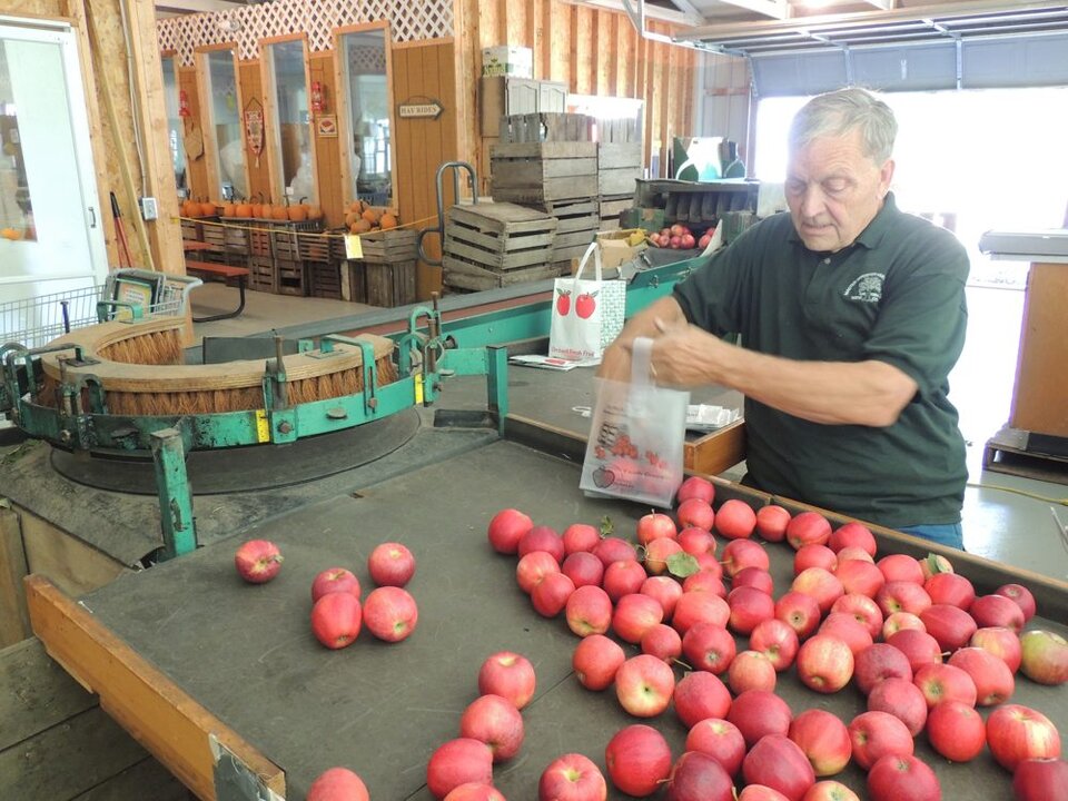 Worker sorting freshly picked red apples on a conveyor at the cider mill