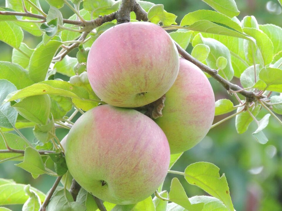 Three pink-blushed apples ripening on a leafy branch