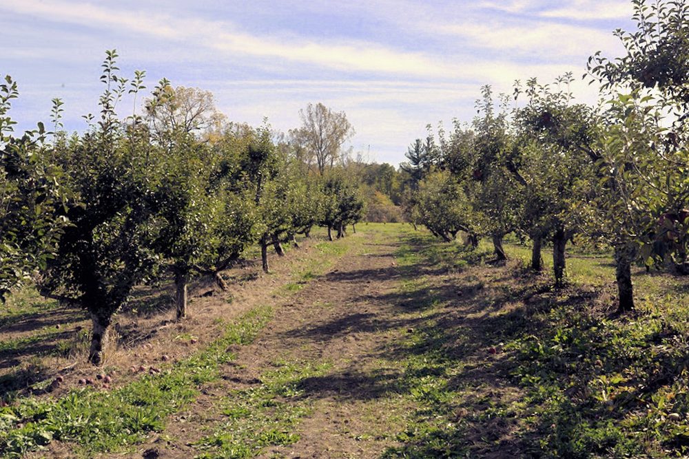 Rows of apple trees with a grass lane between them under a blue sky